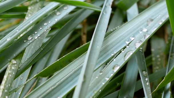 Green grass with dew drops. Macro shooting - Footage, Video