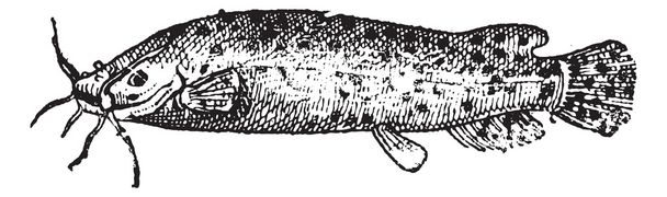 elektrische catfish of malapterurus sp., vintage gravure - Vector, afbeelding