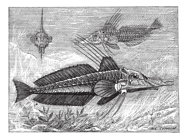 Searobin blindado ou Peristediidae, gravura vintage
 - Vetor, Imagem