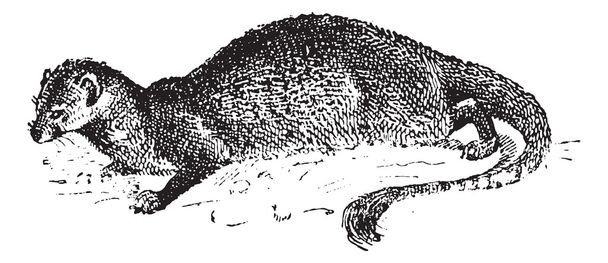 Mongoose or Herpestidae, vintage engraving - Vector, Image