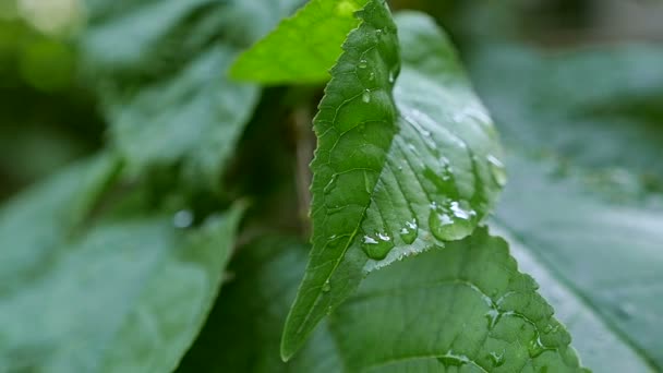 bladeren met druppel regenwater met groene achtergrond - Video