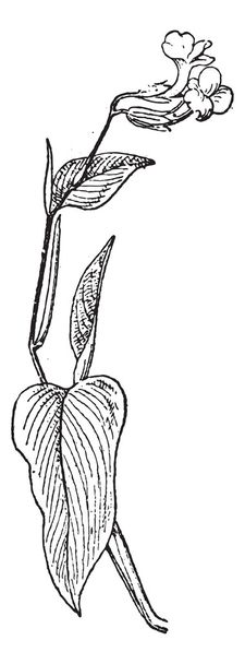 Arrowroot o Maranta arundinacea, grabado vintage
 - Vector, imagen