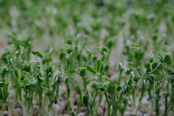 Organik bezelye lahanası büyümek - Fotoğraf, Görsel