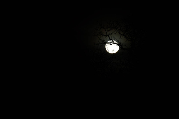Luna mostrando a través de una rama de árbol
 - Foto, Imagen
