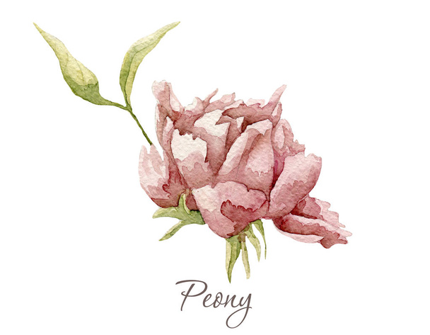 akvarell pünkösdi rózsa virág. Ez a kép alkalmas képeslapok meghívók, szórólapok - Fotó, kép