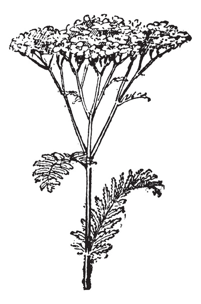 Közös cickafark vagy Achillea millefolium, vintage gravírozás - Vektor, kép