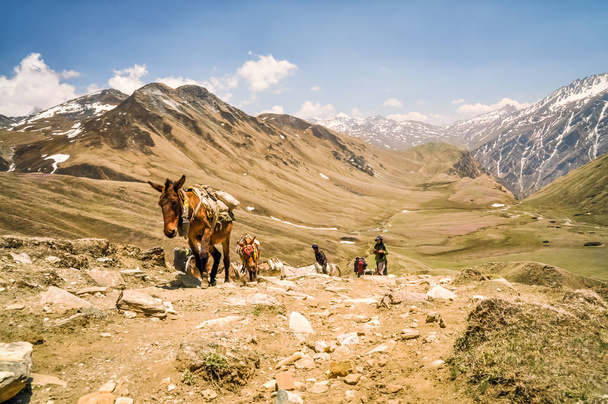 Esel in Nepal - Foto, Bild