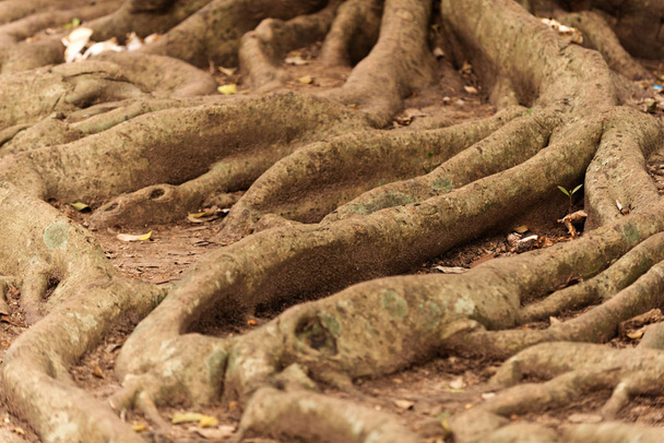 Korzenie drzewa w Sri Lance - Zdjęcie, obraz
