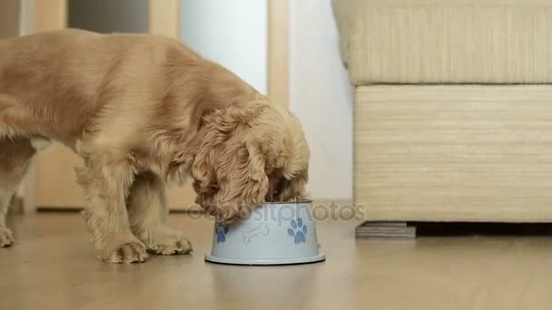 Cute american cocker spaniel dog eating - Footage, Video