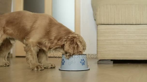 Roztomilý americký kokršpaněl pes jíst - Záběry, video