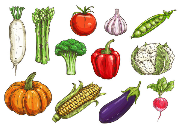 Fresh vegetable sketches for food theme design - Vector, Image