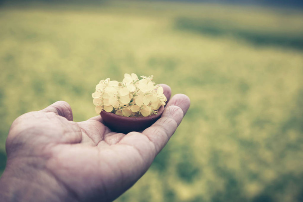 Hand holding mustard flowers - Photo, Image