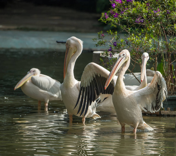 Белый пеликан в акватории
 - Фото, изображение