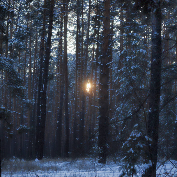 Χειμερινό κωνοφόρο δάσος - Φωτογραφία, εικόνα