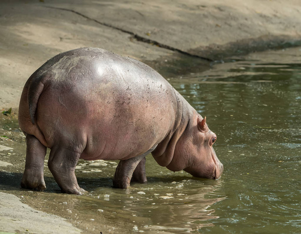 Спарринг бегемота в зоопарке
 - Фото, изображение