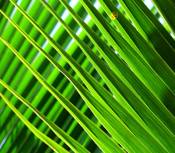 Palm tree branch against the light - Photo, Image