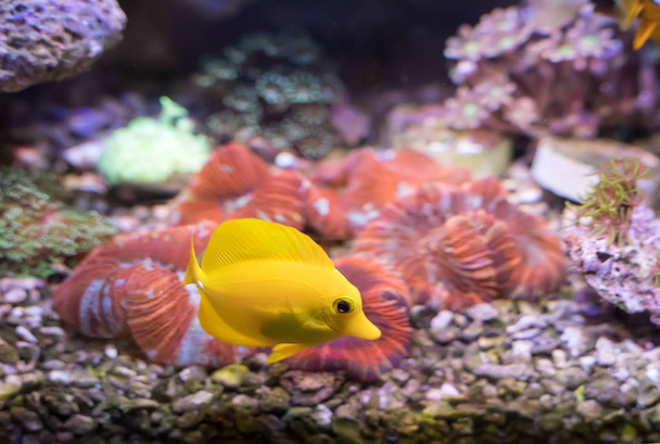 Себрасома соленая аквариумная
 - Фото, изображение