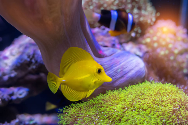 Себрасома соленая аквариумная
 - Фото, изображение
