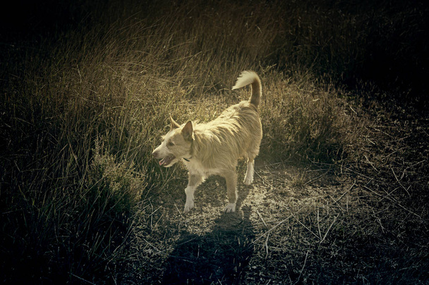 Polowaniu pies - Zdjęcie, obraz