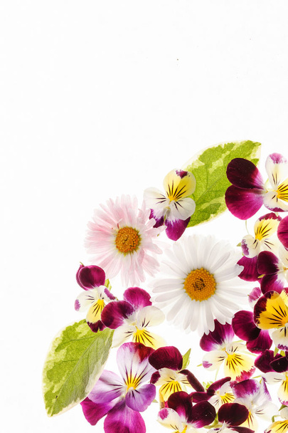 pansy and chamomile flowers - Foto, Imagem