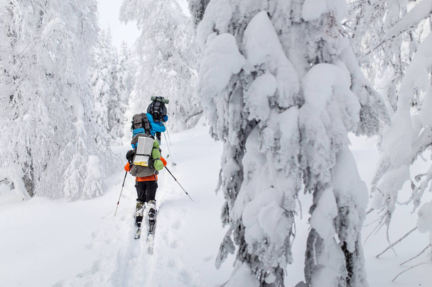 group hikers with backpacks and skis walk on a snow-covered forest in the mountains of the Urals - Photo, Image