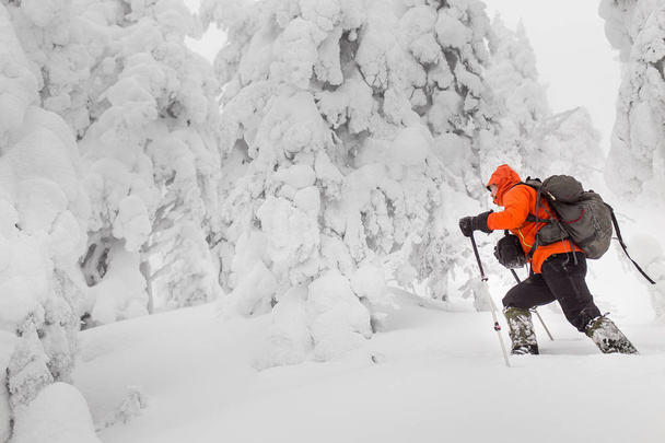 kipittäjä tai backcountry hiihtäjä metsässä reppu vaellus talvella
 - Valokuva, kuva
