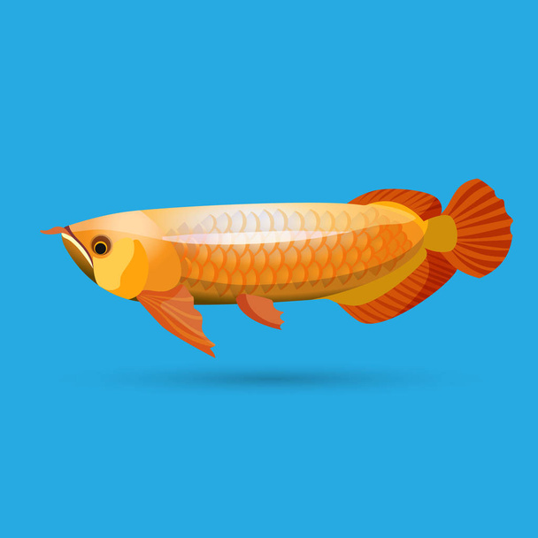 Isolated golden arowana. Freshwater bony fish bonytongues. - Vector, Image