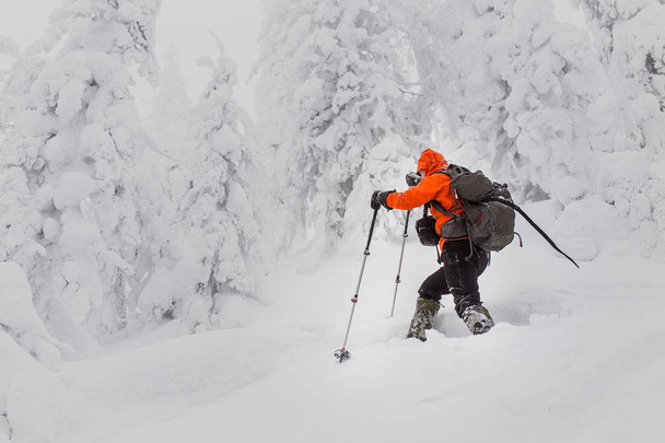 man alone traveling on skis in the snowy winter woods, adventure and recreation concept - Foto, Imagen