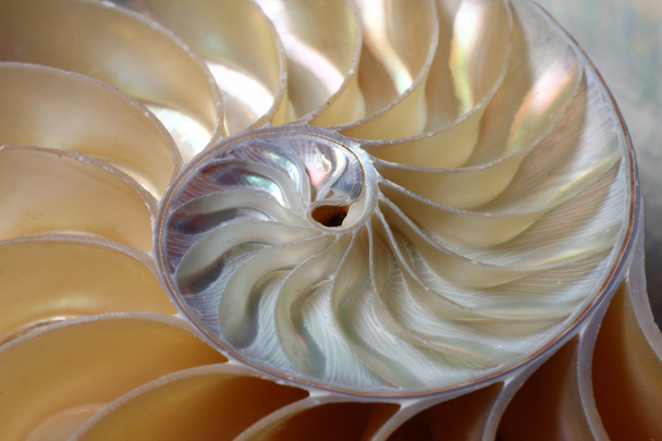 Nautilus-Spirale - Foto, Bild