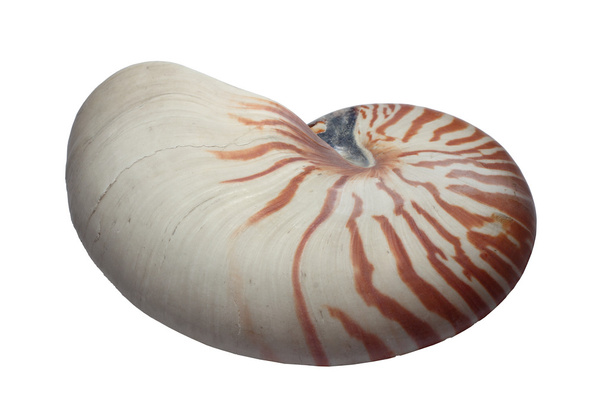 Nautilus-Schale - Foto, Bild