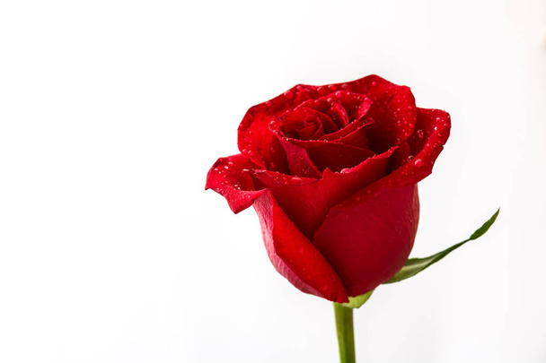 Červená růže izolovaných na bílém pozadí. Láska koncept valentines den. Copyspace. - Fotografie, Obrázek