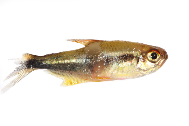 Tétra néon noir (Hyphessobrycon herbertaxelrodi) poisson blessé au combat
 - Photo, image