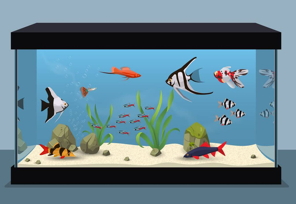 Freshwater aquarium illustration - Вектор,изображение