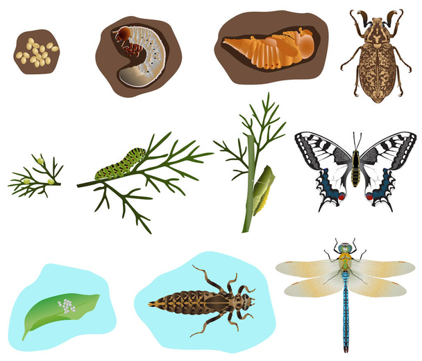 Stades de métamorphose du coléoptère, du papillon et du libellule
 - Vecteur, image