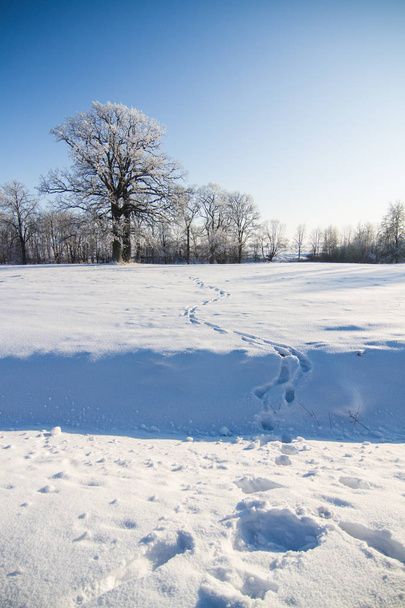 A beautiful winter landscape in nordic Europe - Фото, зображення