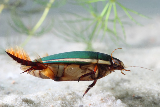 Great diving beetle (Dytiscus marginalis) under water - Photo, Image