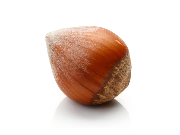 Shell Hazelnut isolated - Photo, Image