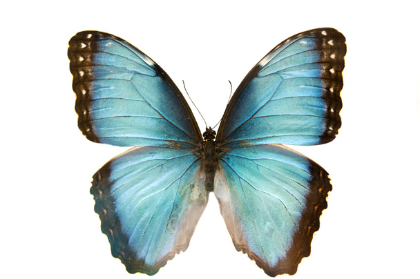 primer plano macro disparo de una mariposa azul aislado
 - Foto, imagen