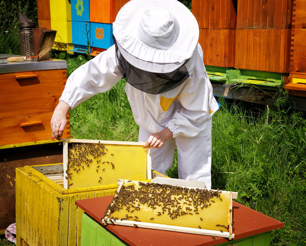 Femme apiculteur en costume blanc
 - Photo, image