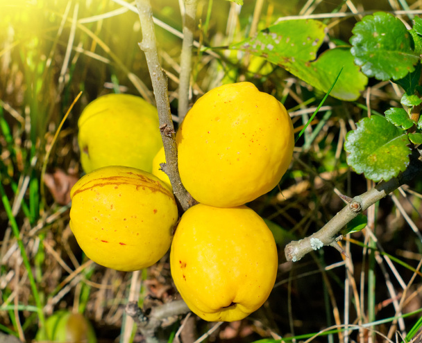 Fruits des Quinces jaunes
 - Photo, image