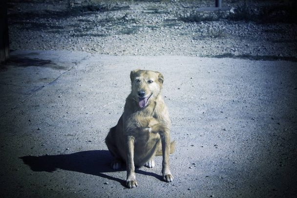 Verlassener einsamer Hund - Foto, Bild