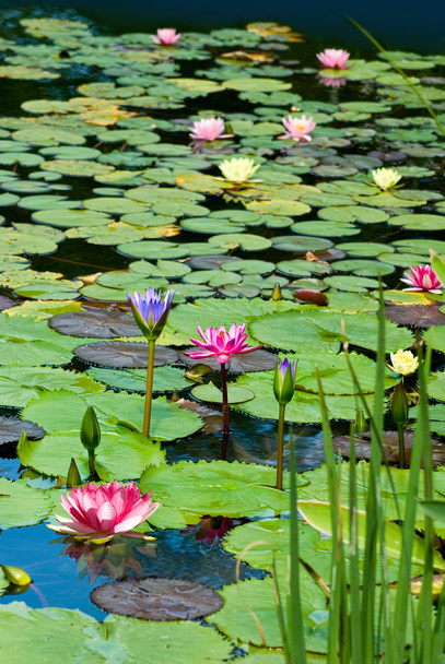  image of beautiful lotus flower in the water closeup - Valokuva, kuva