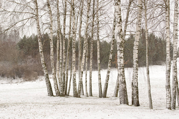 birch trees in winter - 写真・画像