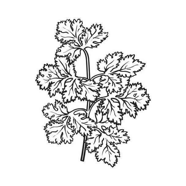 Coriander herb, cilantro, Chinese parsley leaves, sketch style vector illustration - Вектор,изображение