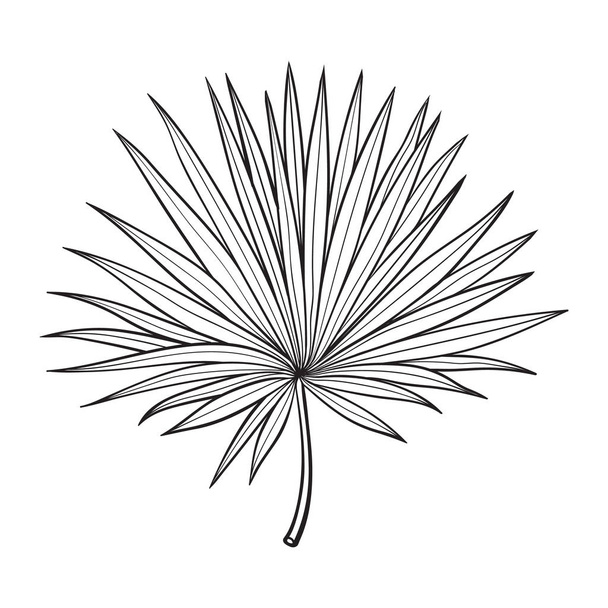 Fan shaped leaf of palmetto tree, sketch style vector illustration - Вектор,изображение