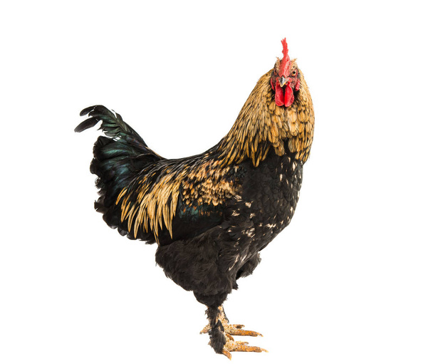 bird Rooster isolated  - Photo, Image