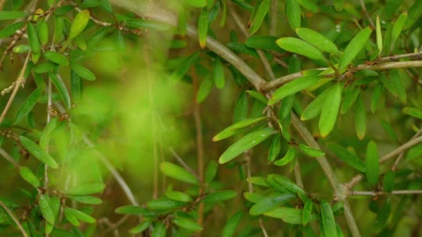 Μεταφέρει την εστίαση: Coprosma propinqua είναι Νέα Ζηλανδία φυτό που ανήκει στην οικογένεια Rubiaceae και γένος Coprosma. Μαορί όνομά του (από κοινού Νέα Ζηλανδία χρήσης) είναι mingimingi. Είναι μικρό-με φύλλα θάμνος. - Πλάνα, βίντεο