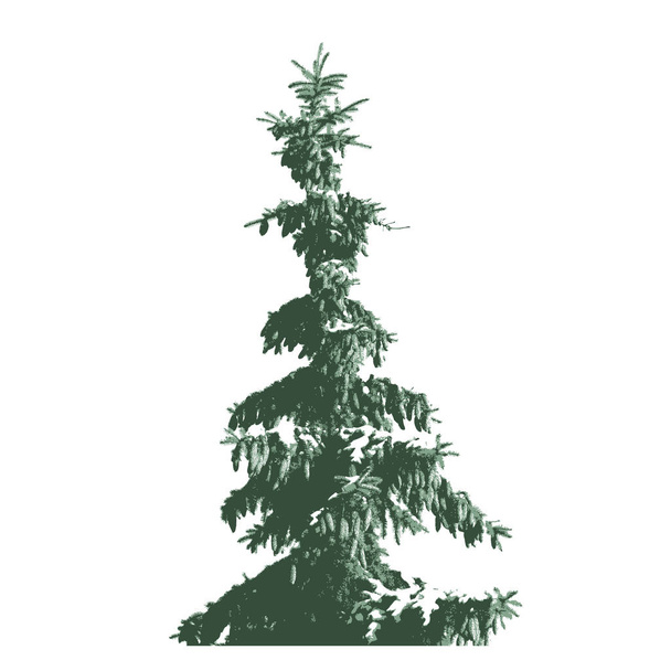 Zöld prémes-fa sziluettje elszigetelt fehér background - Vektor, kép