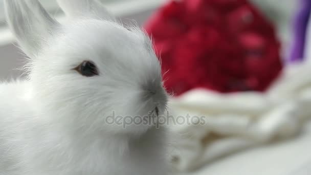 plush rabbit looks like a living - Footage, Video