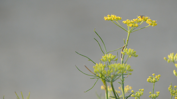 Venkel (Foeniculum vulgare) is soort van de bloeiende plant uit de schermbloemenfamilie. Het is een winterharde, overblijvende kruid met gele bloemen en gevederde bladeren. Het is inheems in oevers van Middellandse Zee. - Video